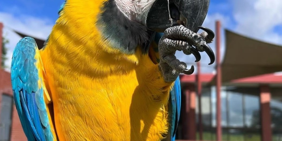 Macaw Parrot Cost Tools To Make Your Daily Life Macaw Parrot Cost Trick Every Individual Should Be Able To